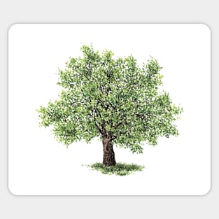 July birthday walnut tree Sticker